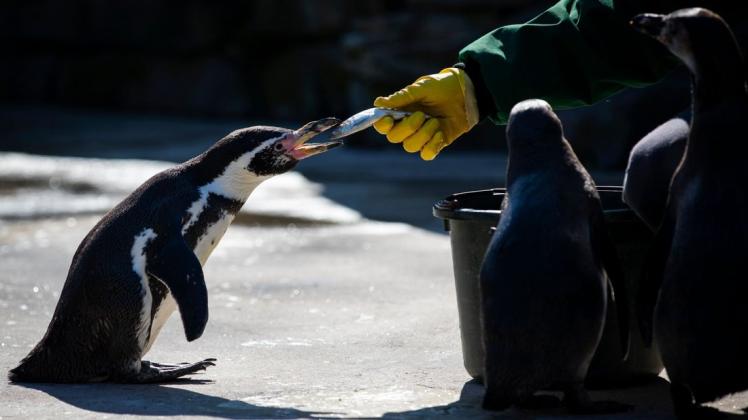 Pinguin-Fütterung im Zoo Osnabrück: Nach der Zwangsschließung in der Corona-Krise lebt auch der Tierpark selbst von der Hand in den Mund. Foto: David Ebener