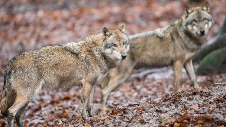 Die Zahl der Wölfe in Deutschland steigt weiter an. Das Land Niedersachsen hat die erfolglose Jagd auf einen Problemwolf im Kreis Nienburg nach 14 Monaten abgebrochen. Foto: Lino Mirgeler/dpa