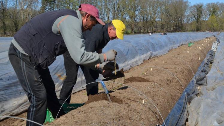 Rumänische Erntehelfer sind derzeit dabei, auf dem Hof Wempe in Hoyerswege Spargel zu stechen. Foto: Thomas Deeken Rumänische Erntehelfer sind derzeit dabei, auf dem Hof Wempe in Hoyerswege Spargel zu stechen. Foto: Thomas Deeken