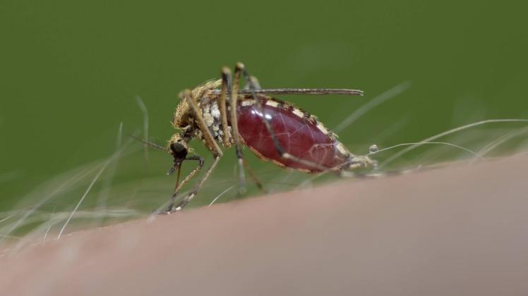 Übertragen Mücken das neuartige Coronavirus, nachdem sie bei einem infizierten Blut gesaugt haben? Foto: imago images/Westend61