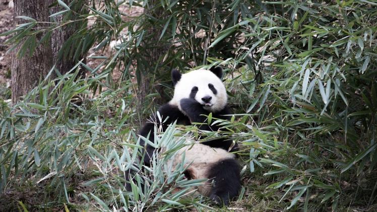 Der Panda isst bis zu 18 Kilo Bambus am Tag. Foto: imago images/Xinhua