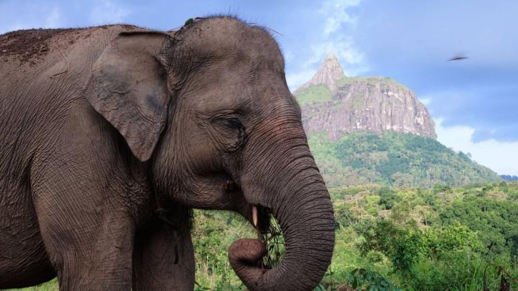 Der Sumatra-Elefant ist vom Aussterben bedroht. Foto: imago images/ INA Photo Agency