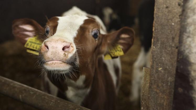 Ein Kuhkalb in einem Stall. Beobachter erwarten Preiseinbrüche bei der Milch als Auswirkung der Corona-Epidemie. Foto: Gert Westdörp