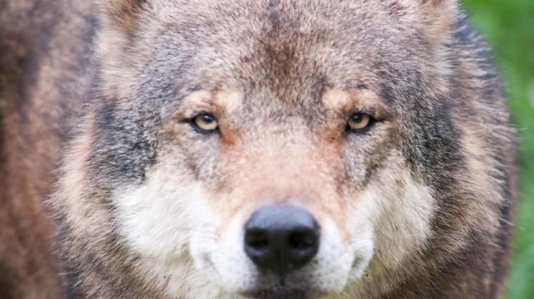 Jagd auf den Wolf: In Herzlake ist sie vorerst abgeblasen. Symbolbild: Tobias Böckermann