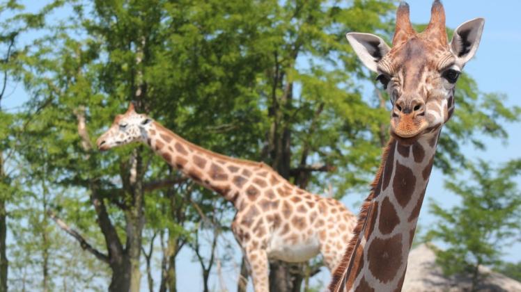 Den Wildlands-Zoo in Emmen hat die Corona-Krise hart getroffen, vor allem finanziell. Den Wildlands-Zoo in Emmen hat die Corona-Krise hart getroffen, vor allem finanziell.