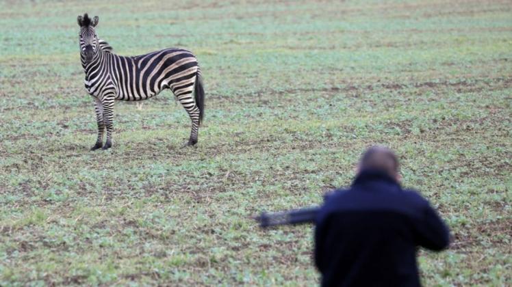 Zirkus-Zebra "Pumba" im Visier