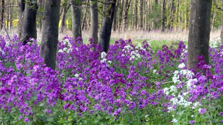 Das Blumenmeer im Wald in der Nähe des Leverner Teiches soll größer werden. Foto: Gertrud Premke