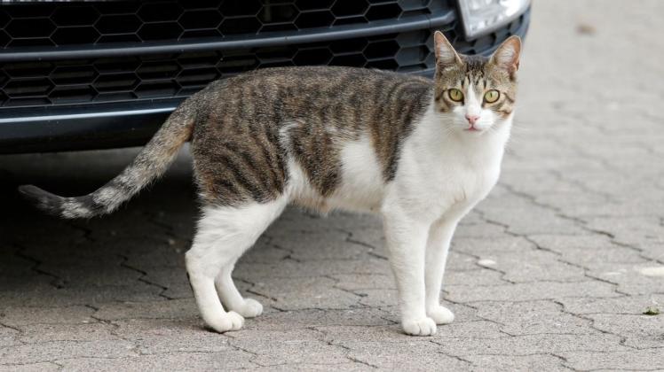 Ein 23-Jähriger in Heilbronn wollte seine Katze retten und raste zum Tierarzt – jetzt hat er Ärger mit der Polizei. (Symbolbild)