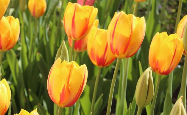 Eine wahre Augenweide sind die Tulpen, die von den Schülern der Grundschule Lohne gepflanzt wurden.