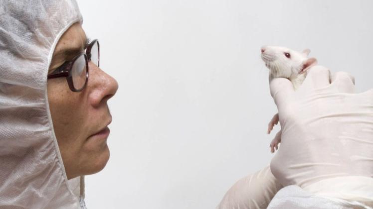 Mäuse sind die meist genutzten Versuchstiere. Allerdings werden nicht alle wissenschaftlich verwandt. Ein Teil wird getötet.