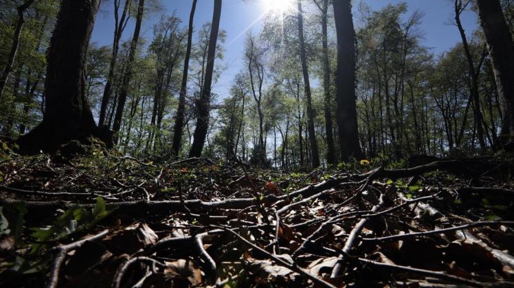 Die Waldbrandgefahr durch andauernde Trockenheit und starke Winde steigt von Tag zu Tag. Trockenes Laub und Gras vom Vorjahr und Reisig, hier in einem Waldgebiet am Jägerberg in Hagen, wirken wie Zunder. Die Waldbrandgefahr durch andauernde Trockenheit und starke Winde steigt von Tag zu Tag. Trockenes Laub und Gras vom Vorjahr und Reisig, hier in einem Waldgebiet am Jägerberg in Hagen, wirken wie Zunder.