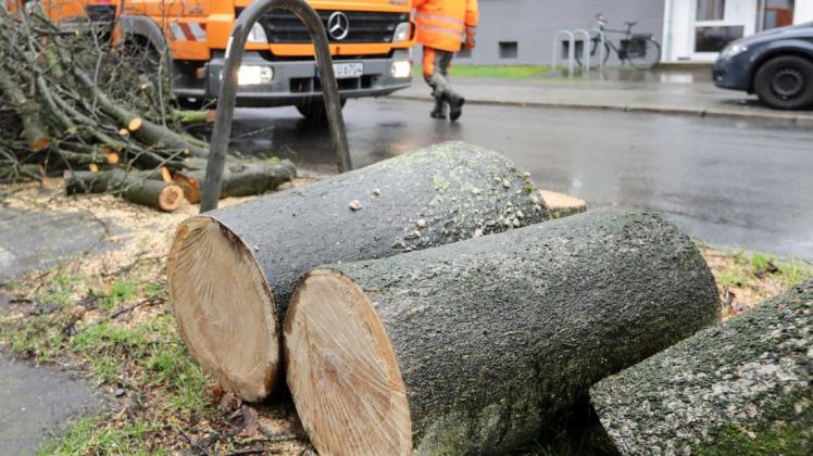 Hunderte Bäume sind der Trockenheit der beiden vergangenen Jahre in Osnabrück bereits zum Opfer gefallen.