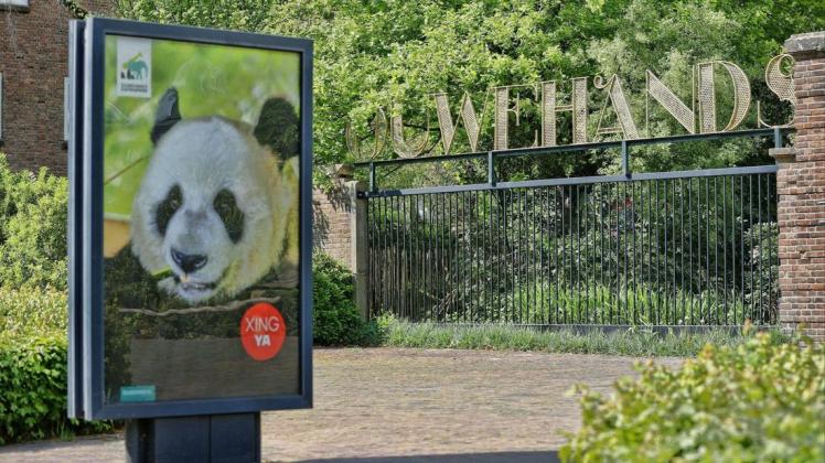 In einem Zoo in Arnheim wurde zum ersten Mal in den Niederlanden ein Panda-Baby geboren.