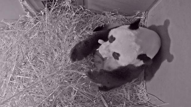 Dieses Foto einer Videokamera zeigt das Riesenpanda Weibchen Wu Wen, das ihr Junges im Ouwehands Tierpark im Maul trägt. Es ist das erste Mal, dass in den Niederlanden ein Panda-Baby geboren wurde, teilte der Tierpark am Samstag in Rhenen bei Arnheim nahe der deutschen Grenze mit. 