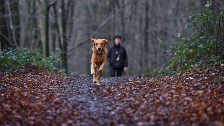 Vor allem um ihre Hunde machen sich  Spaziergänger Sorgen. Foto: Imago Images Stock&People
