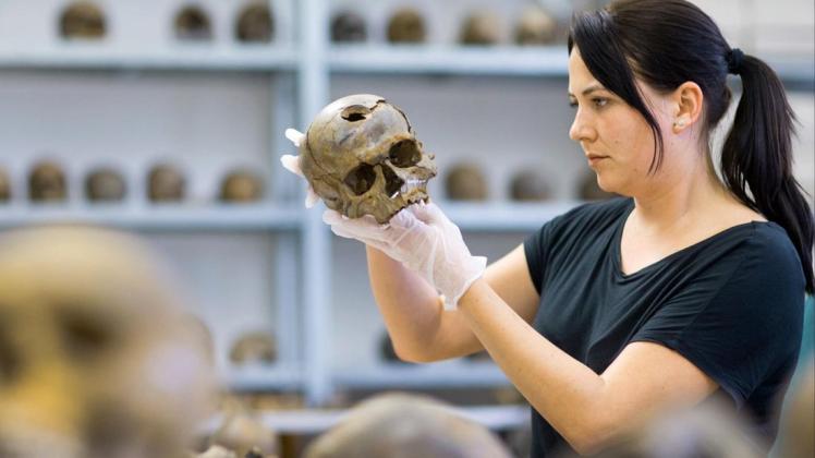 Bei den Ausgrabungen im Tollensetal wurden Schädel gefunden, die Archäologin Annemarie Schramm untersucht. Rostocker und Besucher sollen sich ab 2025 im Landesmuseum ein Bild der Geschichte des Landes machen können.