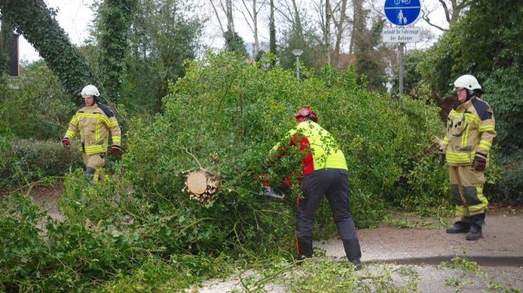Am Grünen Kamp in Delmenhorst hat ein Ausläufer des Sturmtiefs Sabine einen Baum zu Fall gebracht. Foto: Günther Richter