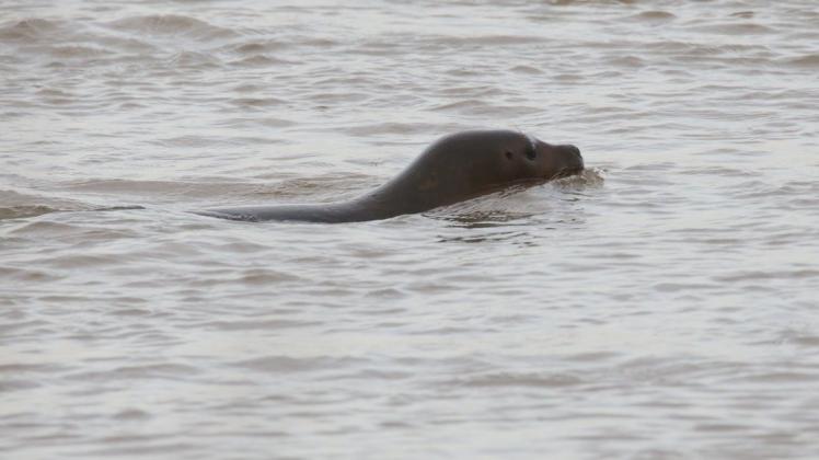 Es ist gar nicht so ungewöhnlich, dass sich ein Seehund in den Rhein verirrt. Foto: dpa/David Young