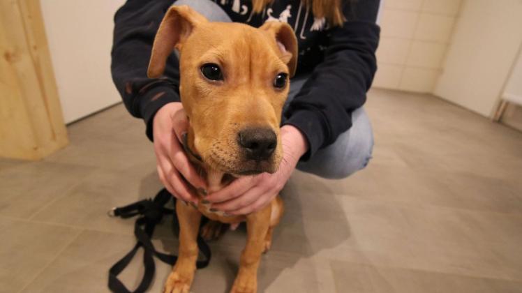 „Ein wenig unterernährt, aber ansonsten in einem guten Allgemeinzustand“: Ein Pitbullwelpe ist am Sonntag in Delmenhorst ausgesetzt worden. Foto: Bettina Dogs-Prößler „Ein wenig unterernährt, aber ansonsten in einem guten Allgemeinzustand“: Ein Pitbullwelpe ist am Sonntag in Delmenhorst ausgesetzt worden. Foto: Bettina Dogs-Prößler