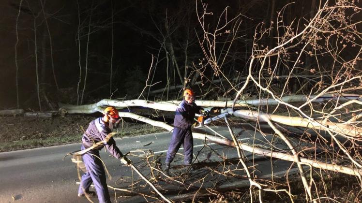 Den Power Weg zwischen Belm und Venne blockierten in der Nacht zumSonntag gliech drei vom Sturm entwurzelte Bäume. Foto: Feuerwehr Belm/Hendrik Seeger