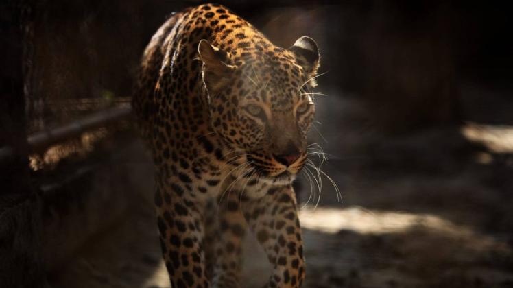 Ein Leopard hat in Nepal einen achtjährigen Jungen tödlich verletzt.