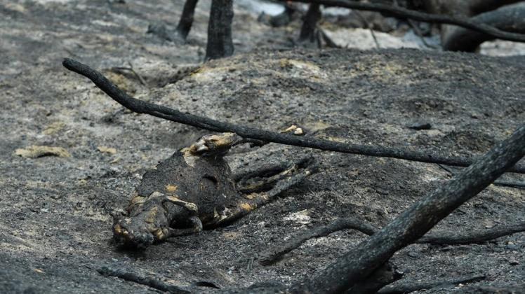 Hunderte Millionen Tiere verenden in Australien in den Flammen. Foto: imago images/AAP