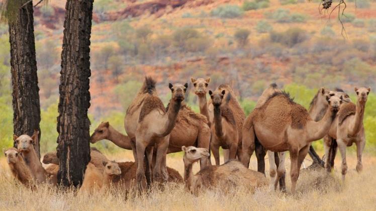 In Australien leben etwa 1,2 Millionen Kamele. Foto: imago images/BE&W
