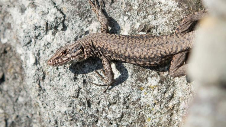 Eine Mauereidechse sonnt sich auf den Steinen des Birkenkopfes. Foto: Sina Schuldt/dpa