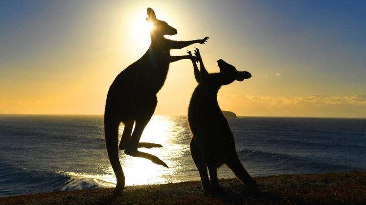 Die Operation "Felskänguru" soll den heimischen Tieren in Australien vor dem Verhungern retten. Foto: dpa/Dave Hunt