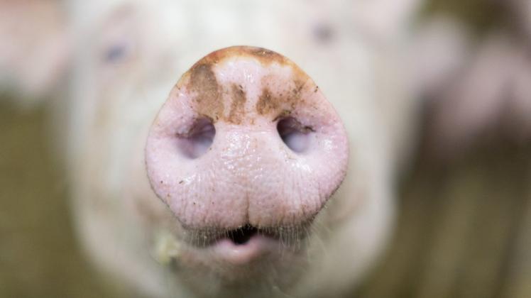 In China sorgt eine Besucherattraktion mit einem Schwein für Empörung.