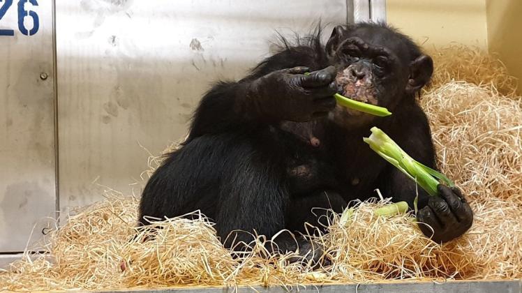 Schimpanse "Bally" hat den Brand im Krefelder Zoo überlebt. Foto: dpa/Hella Hellmann/Zoo Krefeld