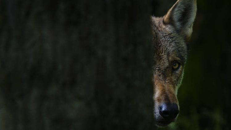 Ein Wolf verirrte sich nach Görlitz und blieb nicht unentdeckt. Symbolfoto: imago images / Nature Picture Library