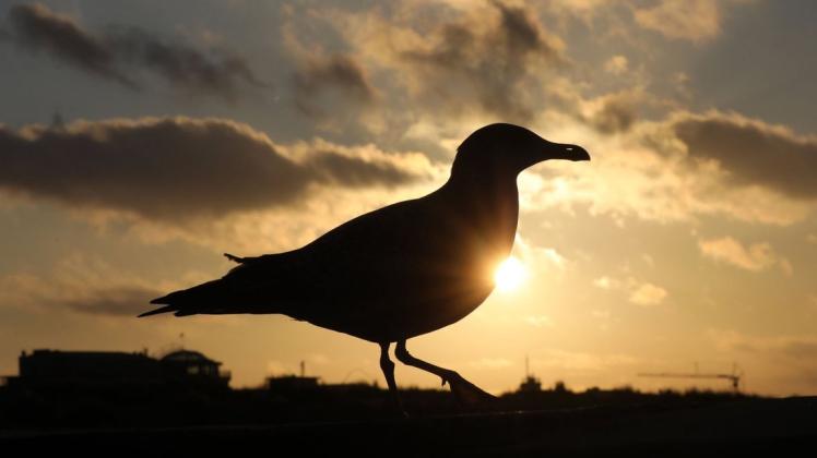 Könnte eines der Motive des Umweltkalenders sein: Eine Möwe ist während des Sonnenuntergangs auf der Molenmauer des Ostseebades Warnemünde unterwegs.