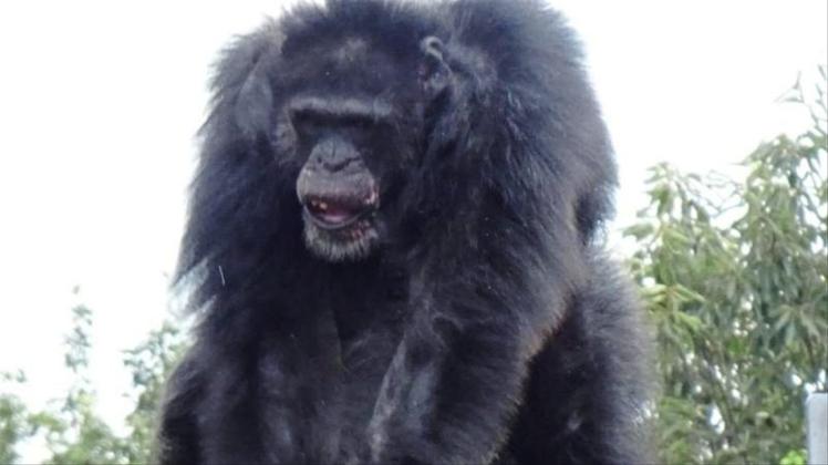 Ein männlicher Schimpanse macht eine rhythmische Vorführung im Gehege des Primatenforschungsinstituts der Universität Kyoto. 
