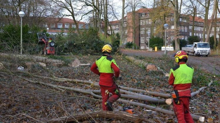Klimanotstand, was nun? Delmenhorst rodet Bäume am Krankenhaus. Foto: Thomas Breuer
