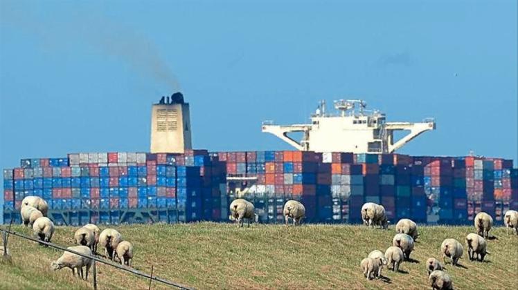 Schafe grasen auf dem Elbdeich, während ein großes Containerschiff vorbeizieht. 