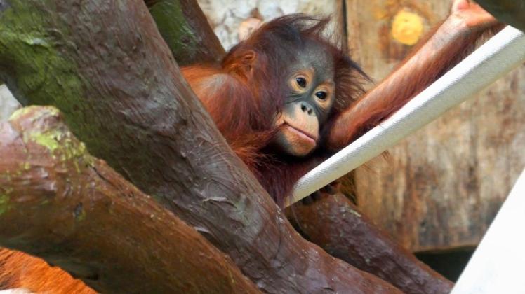Bei einem Feuer im Krefelder Zoo starben in der Silvesternacht mehrere seltene Orang-Utans. Foto: imago images/Walter Wagner