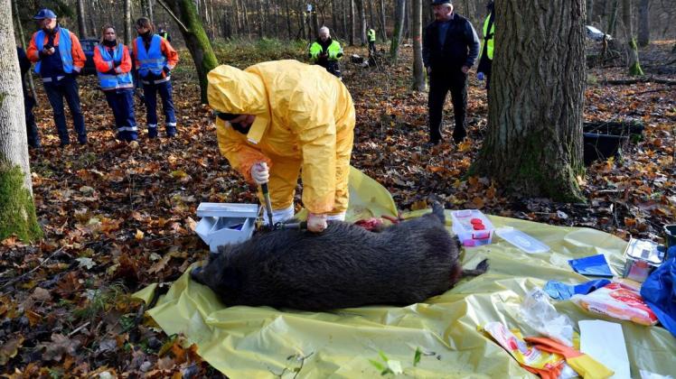 Immer wieder trainieren polnische Veterinärbehörden bei Notfallübungen für das Auftreten der Afrikanischen Schweinepest. Foto: Marcin Bielecki/PAP/dpa
