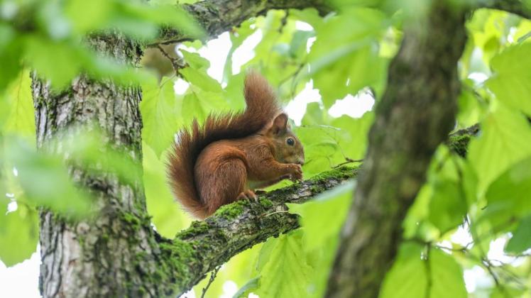 Ob das Eichhörnchen noch lebte, als es an den Baum genagelt wurde, ist unklar.