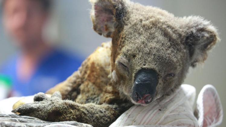 Für die ohnehin gefährdeten Koalas haben die Buschfeuer verheerende Auswirkungen: Tierschützer gehen davon aus, dass in den vergangenen zwei Monaten rund 1000 Tiere ums Leben gekommen sind. (Symbolbild) Foto: imago images/VCG