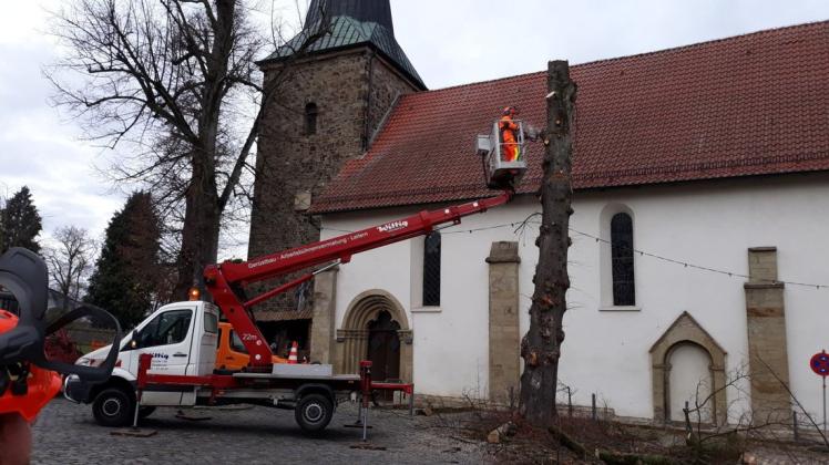 Mitarbeiter des Belmer Bauhofs fällten die Linden vor der Pfarrkirche. Foto: Gemeinde Belm/D. Meyer