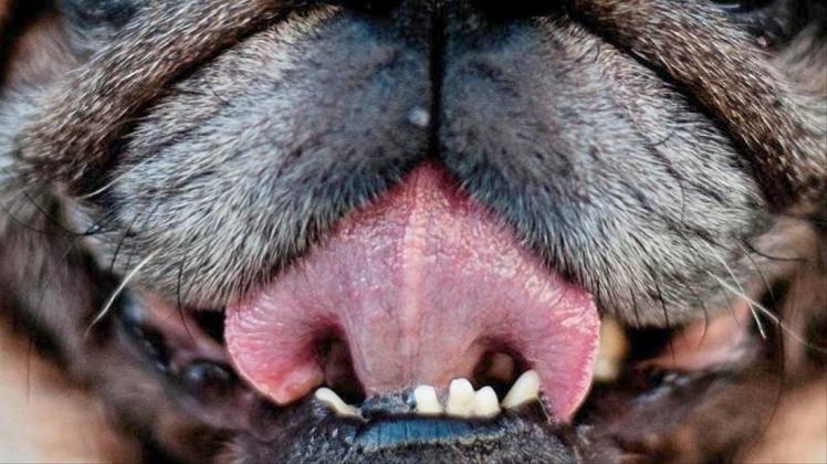 Der Erreger Capnocytophaga canimorsus findet sich häufig in der Mundschleimhaut von Hunden. 
