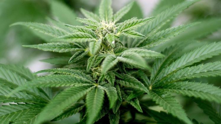 Das Gericht beurteilt den Handel mit Cannabis und anderen Drogen in Ganderkesee. Symbolfoto: Matt Masin/dpa