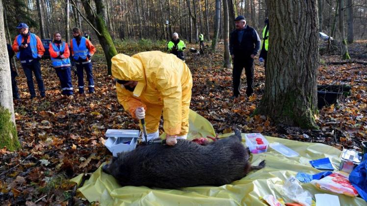 Notfallübung für das Auftreten der Afrikanischen Schweinepest (ASP) in Polen.