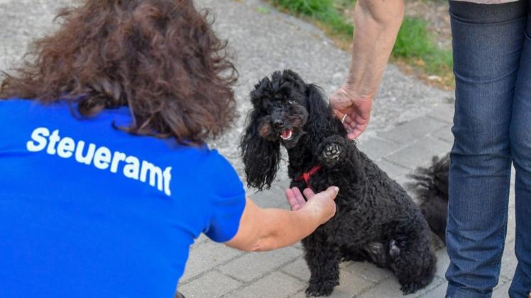 Ob Hunde richtig angemeldet sind, soll in Delmenhorst verstärkt geprüft werden. Symbolfoto: Patrick Pleul/dpa