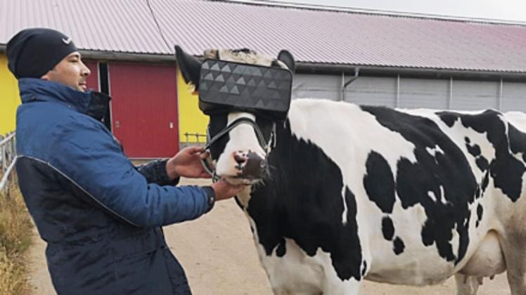 Russische Kühe sollen in Zukunft mit Hilfe von VR mehr Milch produzieren. Foto: Pressestelle des 6. Internationalen Agrarindustrie- und Milchforums