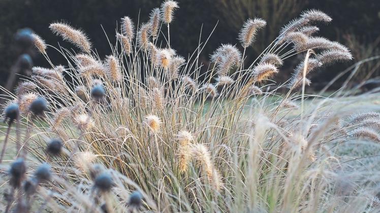 Flauschige Inseln aus Lampenputzergräsern verleihen dem winterlichen Garten eine weiche Note. Foto: Claudia Quidenus
