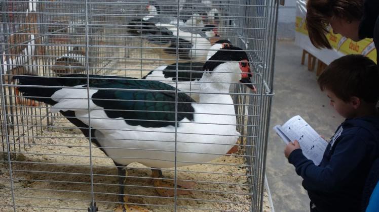 Auch die jüngsten Besucher interessierten sich schon für die zum Teil großen und bunten Hühner, Gänse, Enten und Tauben. Foto: Ole Rosenbohm