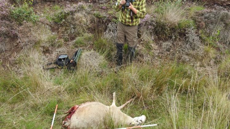 Ein vom Wolf getötetes Schaf im Emsland: Spurensuche durch einen Wolfsberater. Foto: Tobias Böckermann