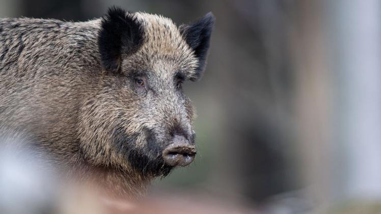 Das Wildschwein trägt die Erreger der Afrikanischen Schweinepest über Grenzen hinweg. Symbolfoto: dpa